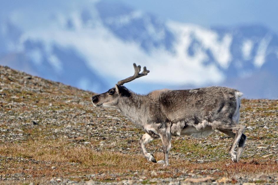 D:\DataFoto\Foto's - Reizen\2018-07-18 Spitsbergen\22 Ahlstrandhalfoya\Best Of\SPIT3791y.jpg