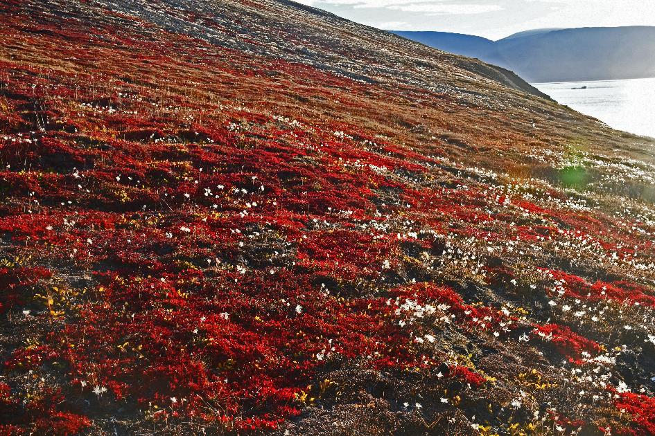 D:\DataFoto\Foto's - Reizen\2022-08-30 Noordoost-Groenland\10 Kap Ovibos\Best Of\GROE1610y.jpg
