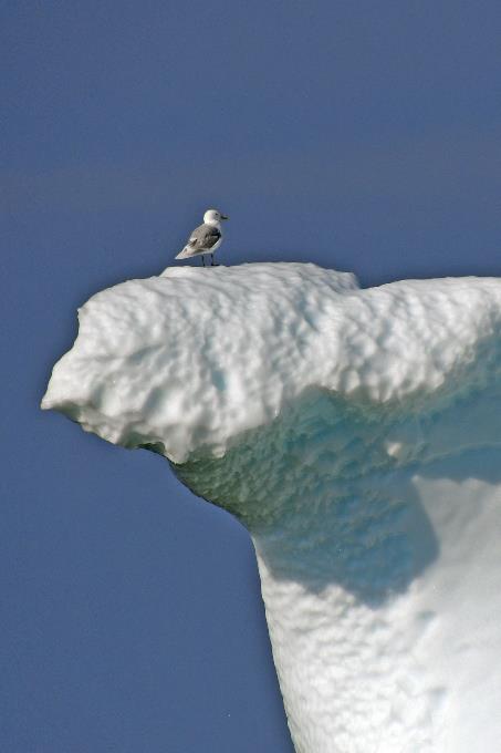 D:\DataFoto\Foto's - Reizen\2023-08-13 Noordwestelijke Doorvaart\14 Ilulissat - Boat Trip Icefjord\Best Of\NWD_1582s.jpg