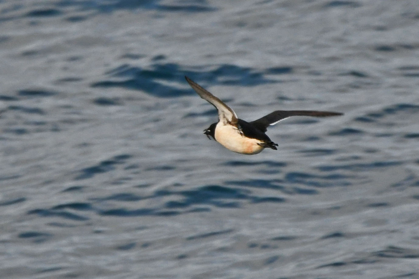 D:\DataFoto\Foto's - Reizen\2023-08-13 Noordwestelijke Doorvaart\20 Pond Inlet - Vogels\Best Of\NWD_2365y2.jpg