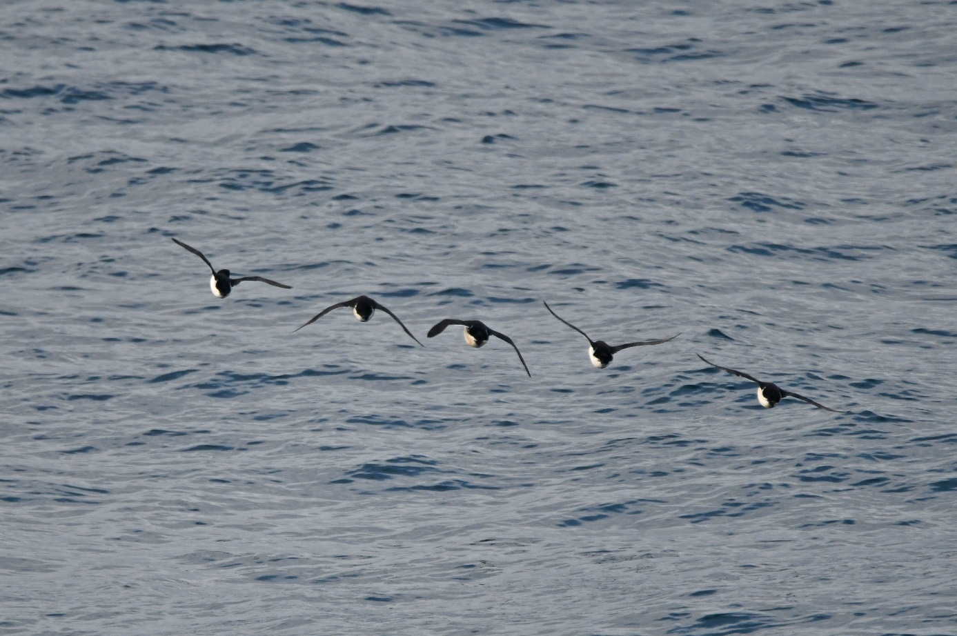 D:\DataFoto\Foto's - Reizen\2023-08-13 Noordwestelijke Doorvaart\20 Pond Inlet - Vogels\Best Of\NWD_2370y.jpg