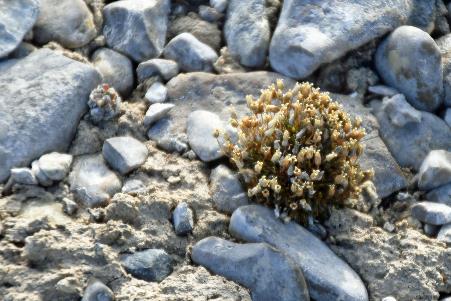 D:\DataFoto\Foto's - Reizen\2023-08-13 Noordwestelijke Doorvaart\33 Beechey Island\Best Of\NWD_3289y.jpg