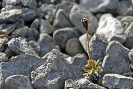 D:\DataFoto\Foto's - Reizen\2023-08-13 Noordwestelijke Doorvaart\33 Beechey Island\Best Of\NWD_3324y.jpg