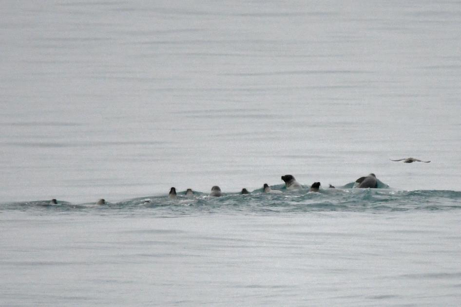 D:\DataFoto\Foto's - Reizen\2023-08-13 Noordwestelijke Doorvaart\27 Croker Bay - Gewone zeehonden\Best Of\NWD_2710y.jpg
