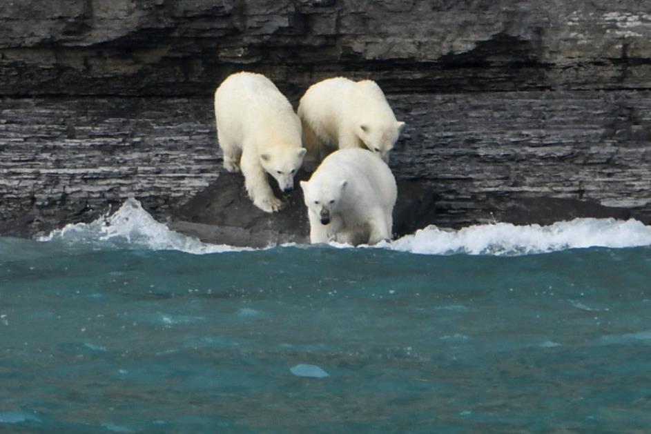 D:\DataFoto\Foto's - Reizen\2023-08-13 Noordwestelijke Doorvaart\30 Radstock Bay - Drie ijsberen\Best Of\NWD_2981y.jpg