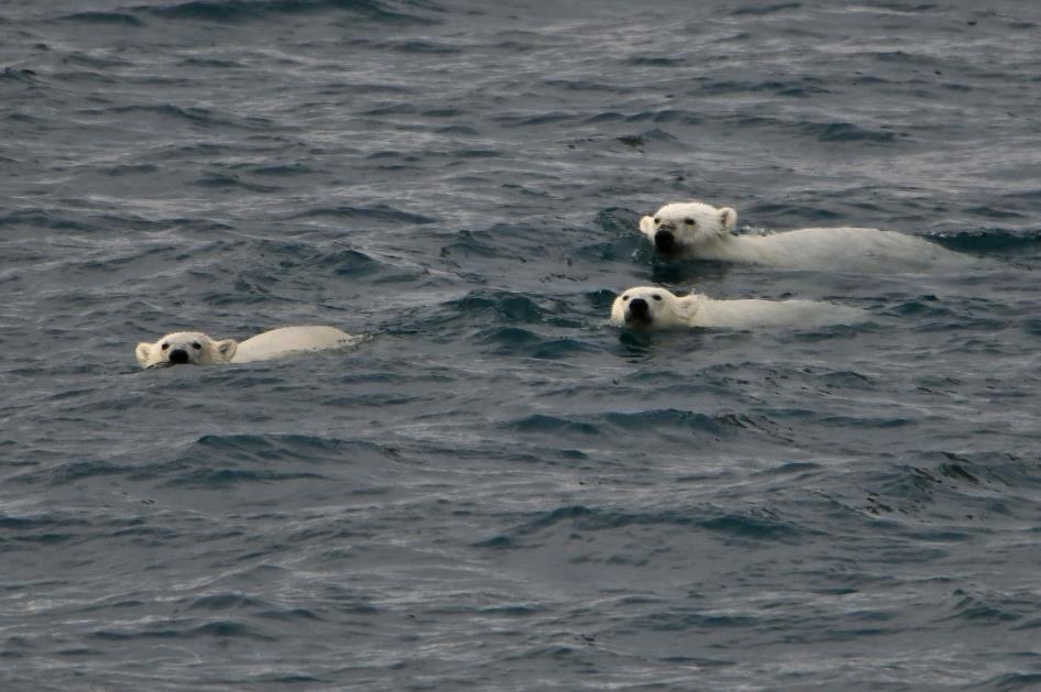 D:\DataFoto\Foto's - Reizen\2023-08-13 Noordwestelijke Doorvaart\30 Radstock Bay - Drie ijsberen\Best Of\NWD_3008y.jpg