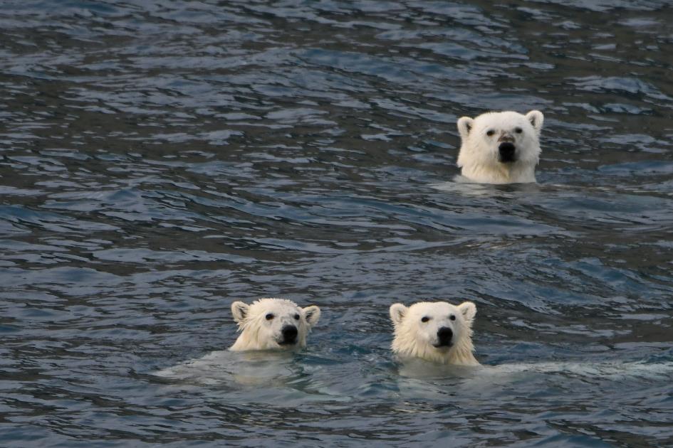 D:\DataFoto\Foto's - Reizen\2023-08-13 Noordwestelijke Doorvaart\30 Radstock Bay - Drie ijsberen\Best Of\NWD_3021y.jpg