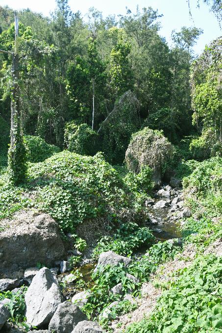 D:\DataFoto\Foto's - Reizen\2023-10-16 La Reunion\03 Naar Hell-Bourg\Best Of\REU_0149y.jpg