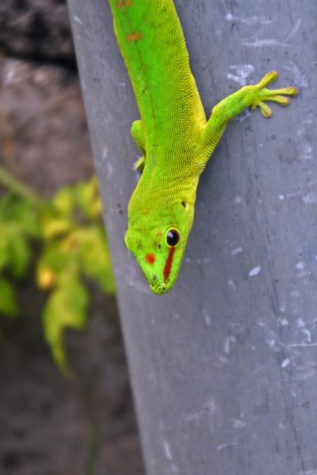 D:\DataFoto\Foto's - Reizen\2023-10-16 La Reunion\07 La Vanilleraie\Best Of\REU_0388s.jpg