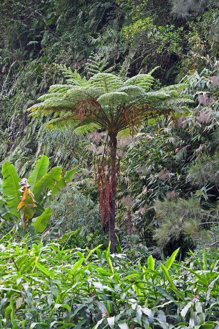 D:\DataFoto\Foto's - Reizen\2023-10-16 La Reunion\03 Naar Hell-Bourg\Best Of\REU_0115y.jpg