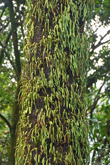 D:\DataFoto\Foto's - Reizen\2023-10-16 La Reunion\03 Naar Hell-Bourg\Best Of\REU_0116y.jpg