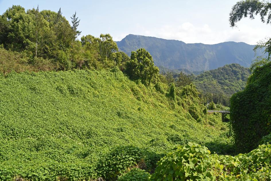 D:\DataFoto\Foto's - Reizen\2023-10-16 La Reunion\03 Naar Hell-Bourg\Best Of\REU_0143y.jpg