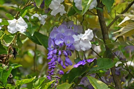 D:\DataFoto\Foto's - Reizen\2023-10-16 La Reunion\04 Hell-Bourg\Best Of\REU_0295y.jpg