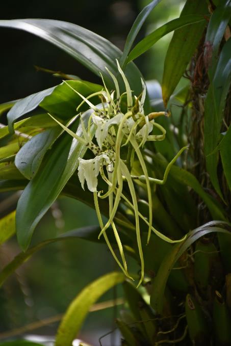 D:\DataFoto\Foto's - Reizen\2023-10-16 La Reunion\05 Hell-Bourg - Maison Folio\Best Of\REU_0242y.jpg