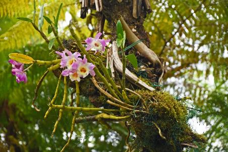 D:\DataFoto\Foto's - Reizen\2023-10-16 La Reunion\05 Hell-Bourg - Maison Folio\Best Of\REU_0275y.jpg