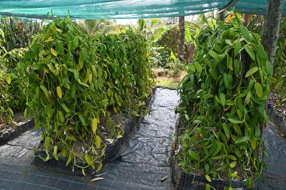 D:\DataFoto\Foto's - Reizen\2023-10-16 La Reunion\07 La Vanilleraie\Best Of\REU_0344y.jpg
