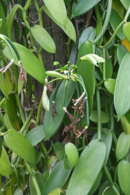 D:\DataFoto\Foto's - Reizen\2023-10-16 La Reunion\07 La Vanilleraie\Best Of\REU_0348y.jpg