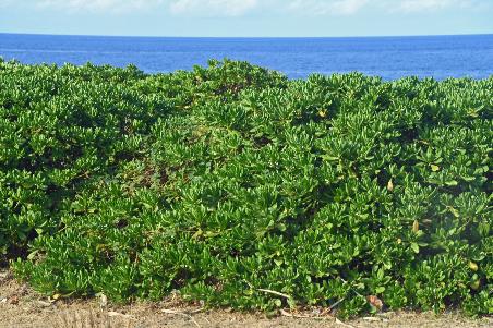 D:\DataFoto\Foto's - Reizen\2023-10-16 La Reunion\01 Saint-Denis\Best Of\REU_0023y.jpg