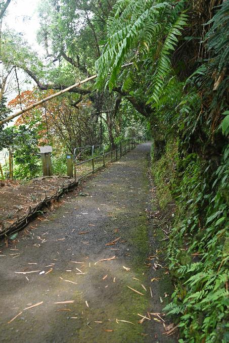 D:\DataFoto\Foto's - Reizen\2023-10-16 La Reunion\09 Ilet Bethleem - Afdaling\Best Of\REU_0473y.jpg