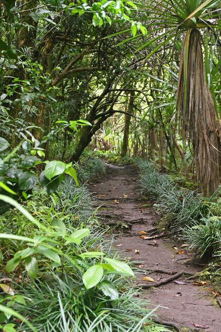 D:\DataFoto\Foto's - Reizen\2023-10-16 La Reunion\10 Ilet Bethleem - Bassin Therese\Best Of\REU_0493y.jpg