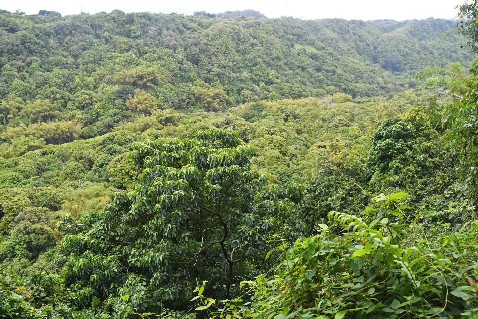 D:\DataFoto\Foto's - Reizen\2023-10-16 La Reunion\09 Ilet Bethleem - Afdaling\Best Of\REU_0475y.jpg