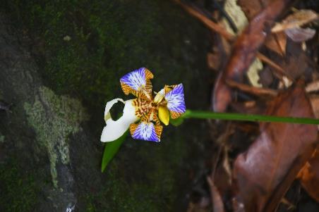 D:\DataFoto\Foto's - Reizen\2023-10-16 La Reunion\10 Ilet Bethleem - Bassin Therese\Best Of\REU_0515y.jpg