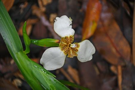 D:\DataFoto\Foto's - Reizen\2023-10-16 La Reunion\10 Ilet Bethleem - Bassin Therese\Best Of\REU_0521y.jpg