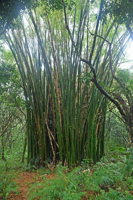 D:\DataFoto\Foto's - Reizen\2023-10-16 La Reunion\10 Ilet Bethleem - Bassin Therese\Best Of\REU_0510y.jpg