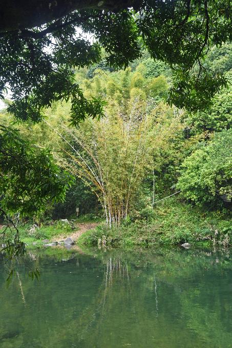 D:\DataFoto\Foto's - Reizen\2023-10-16 La Reunion\10 Ilet Bethleem - Bassin Therese\Best Of\REU_0535y.jpg