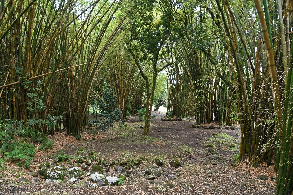 D:\DataFoto\Foto's - Reizen\2023-10-16 La Reunion\11 Ilet Bethleem\Best Of\REU_0574y.jpg