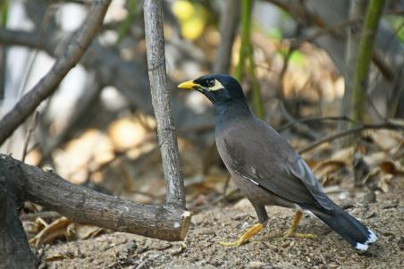 D:\DataFoto\Foto's - Reizen\2023-10-16 La Reunion\12 La Saline les Bains\Best Of\REU_2403y.jpg