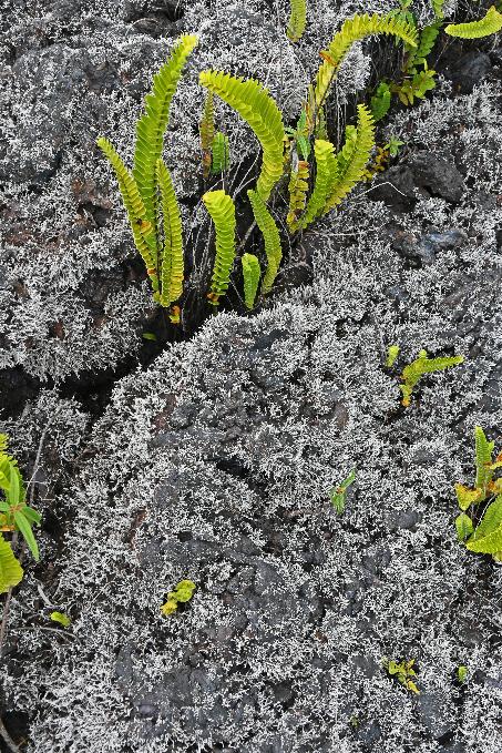 D:\DataFoto\Foto's - Reizen\2023-10-16 La Reunion\14 Lavatunnels\Best Of\REU_0722y.jpg