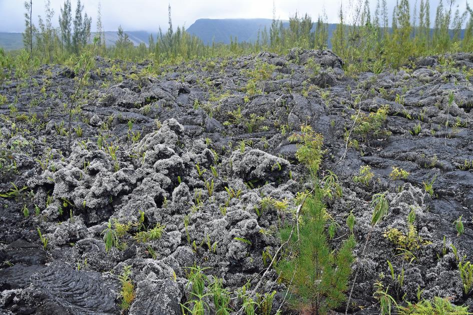D:\DataFoto\Foto's - Reizen\2023-10-16 La Reunion\14 Lavatunnels\Best Of\REU_0715y.jpg