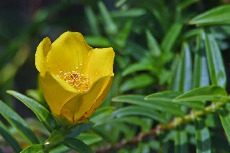 D:\DataFoto\Foto's - Reizen\2023-10-16 La Reunion\19 Nez de Boeuf - Riviere des Remparts\Best Of\REU_0975y.jpg