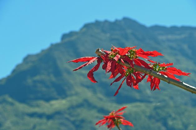 D:\DataFoto\Foto's - Reizen\2023-10-16 La Reunion\29 Cilaos\Best Of\REU_1508y.jpg