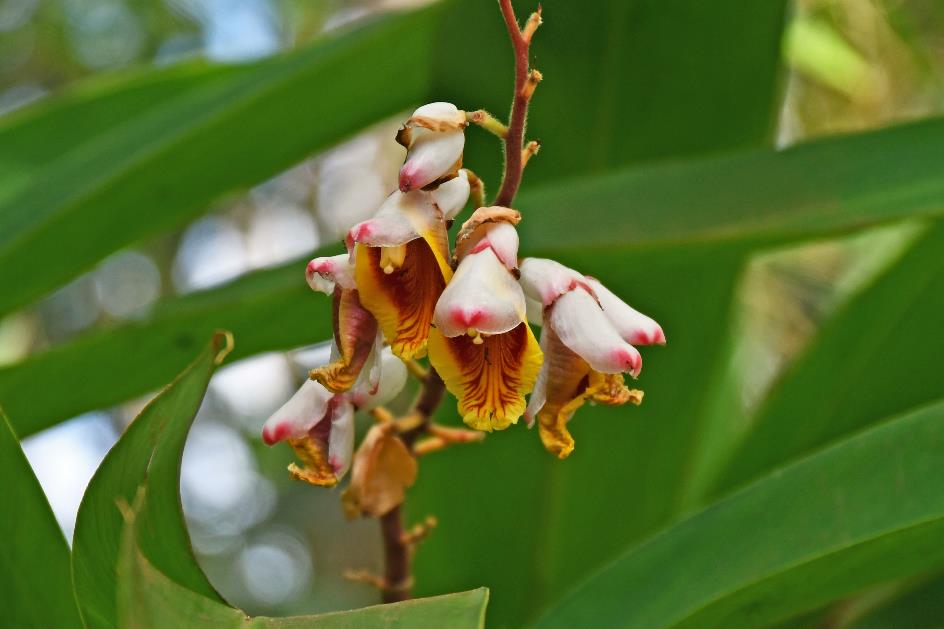 D:\DataFoto\Foto's - Reizen\2023-10-16 La Reunion\34 Jardin d'Eden\Best Of\REU_1924y.jpg