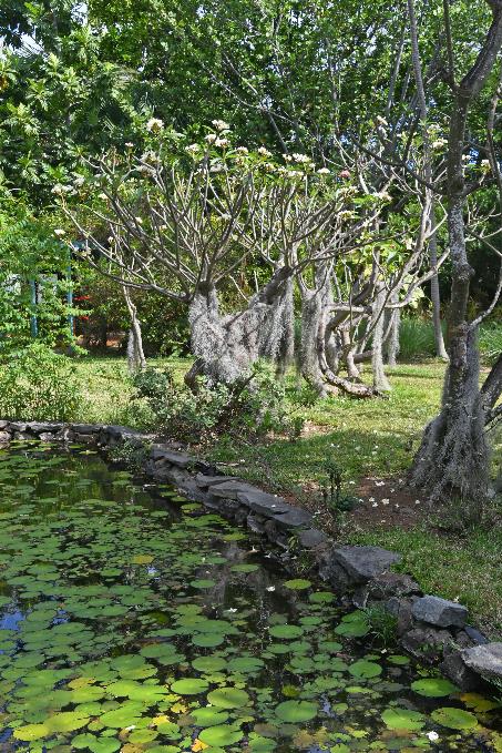 D:\DataFoto\Foto's - Reizen\2023-10-16 La Reunion\34 Jardin d'Eden\Best Of\REU_1946y.jpg