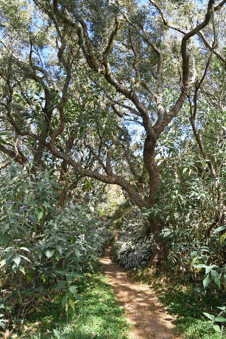 D:\DataFoto\Foto's - Reizen\2023-10-16 La Reunion\37 Sentier du Rempart\Best Of\REU_2213y.jpg