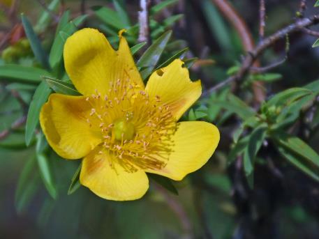 D:\DataFoto\Foto's - Reizen\2023-10-16 La Reunion\36 Maido\Gele bloemen\Best Of\REU_2161q.jpg