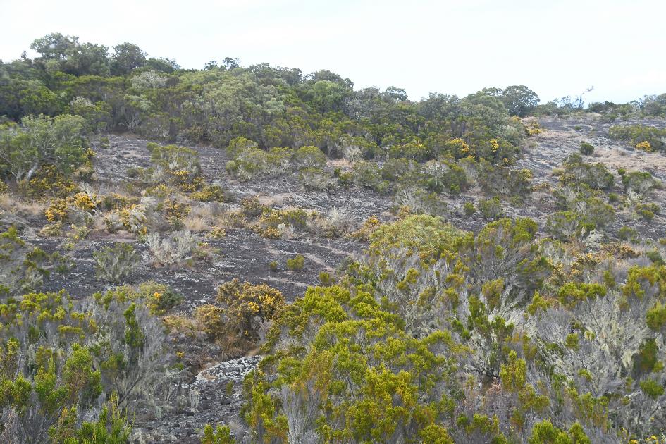 D:\DataFoto\Foto's - Reizen\2023-10-16 La Reunion\35 Naar Maido\Best Of\REU_2084y.jpg