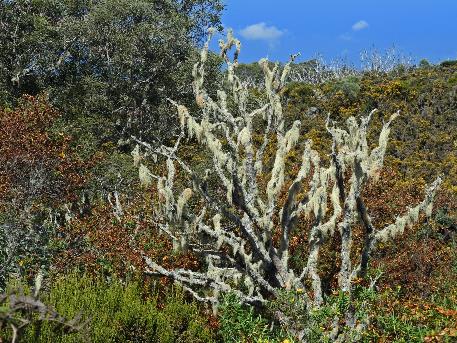 D:\DataFoto\Foto's - Reizen\2023-10-16 La Reunion\37 Sentier du Rempart\Best Of\REU_2230q.jpg