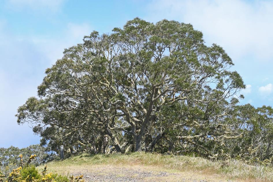 D:\DataFoto\Foto's - Reizen\2023-10-16 La Reunion\38 Afdaling naar parking\Best Of\REU_2308y.jpg