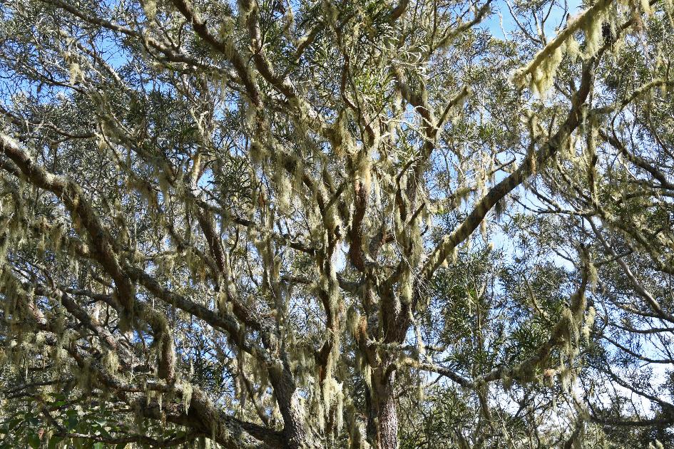 D:\DataFoto\Foto's - Reizen\2023-10-16 La Reunion\37 Sentier du Rempart\Best Of\REU_2215y.jpg