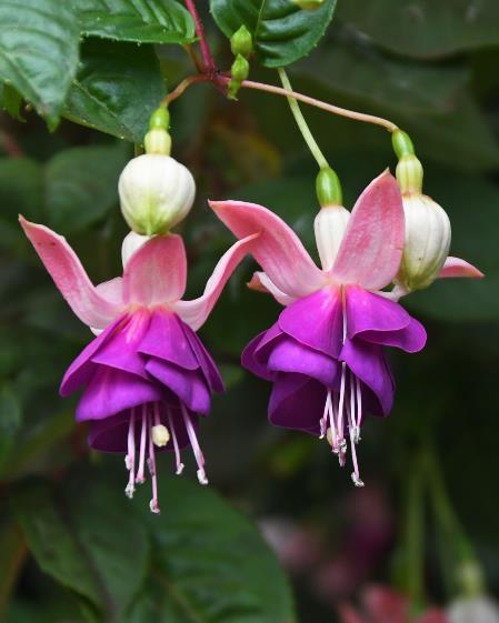 D:\DataFoto\Foto's - Reizen\2023-10-16 La Reunion\39 Maison du Geranium\Best Of\REU_2373q.jpg