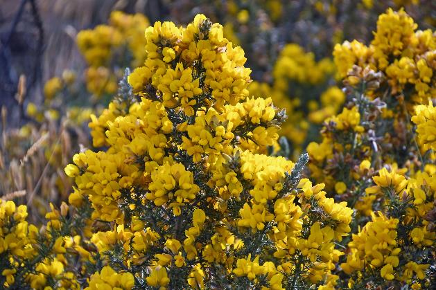 D:\DataFoto\Foto's - Reizen\2023-10-16 La Reunion\36 Maido\Gele bloemen\Best Of\REU_2089y.jpg