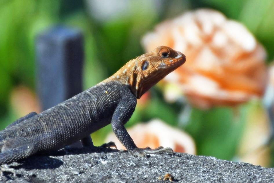D:\DataFoto\Foto's - Reizen\2023-10-16 La Reunion\40 Cimetiere Marin\Best Of\REU_2589y.jpg
