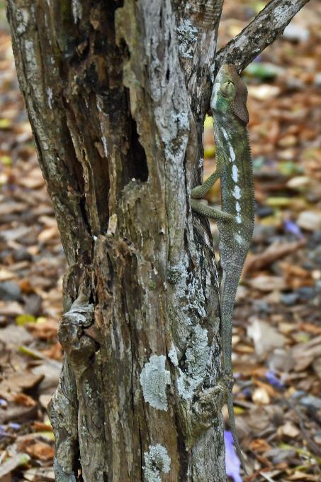 D:\DataFoto\Foto's - Reizen\2023-10-16 La Reunion\43 Villele\Best Of\REU_2981s.jpg