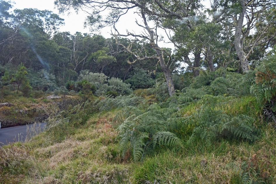 D:\DataFoto\Foto's - Reizen\2023-10-16 La Reunion\35 Naar Maido\Best Of\REU_2064y.jpg
