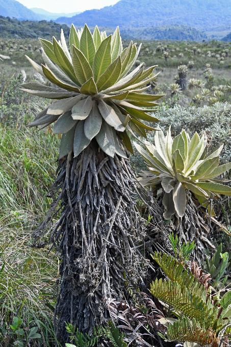 D:\DataFoto\Foto's - Reizen\2024-03-01 Colombia (herschikt)\14 Valle de los Frailejones (paramo)\Best Of\COL_1167y.jpg