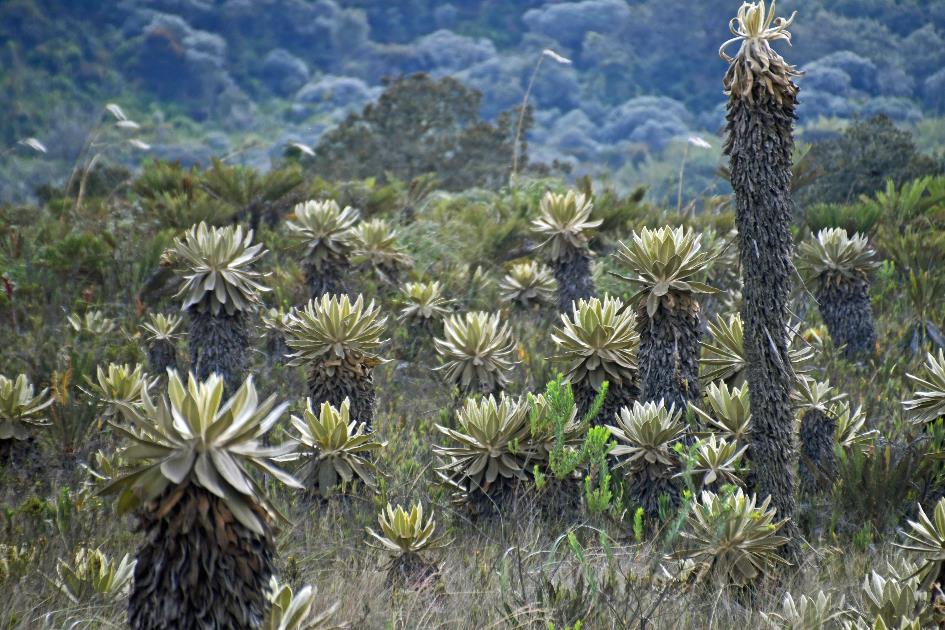 D:\DataFoto\Foto's - Reizen\2024-03-01 Colombia (herschikt)\14 Valle de los Frailejones (paramo)\Best Of\COL_1175y.jpg